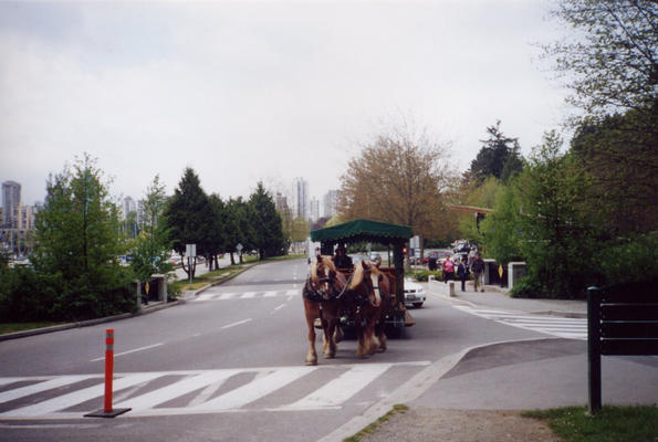 Horses in Stanley Park