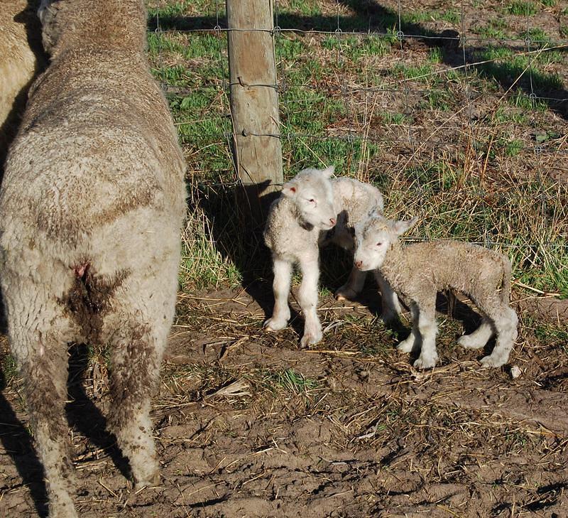 32 Two newborn lambs