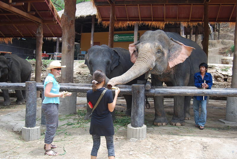 Maesa Elephant Farm