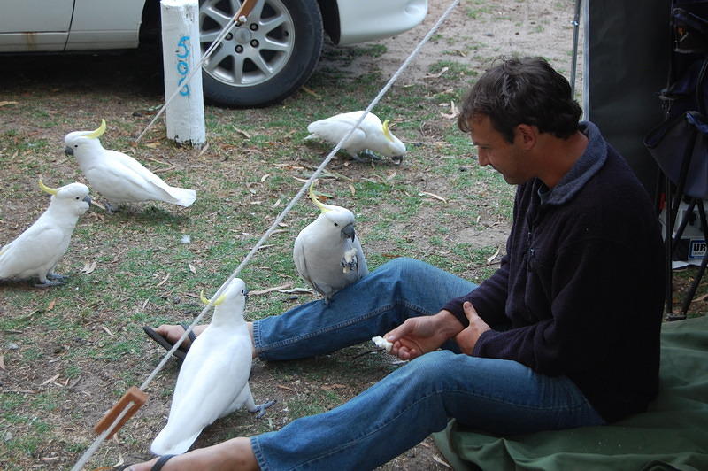 Peter playing with his cockatoos