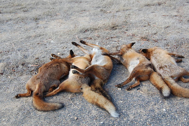Dead Foxes on the side of the road