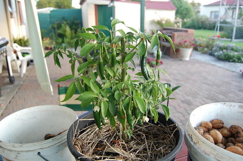 Mum's Chilli Plant