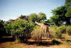 giraffe01
