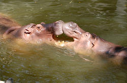 Hippo Loving!