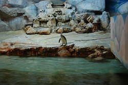 There was even a small penguin exhibit which was quite popular