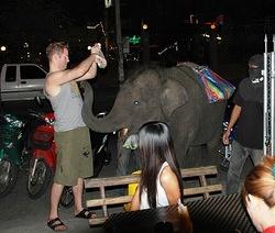 Brenton and his Elephant