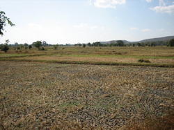 Dried Rice Fields