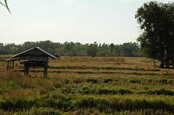 Farm land near Nang Rong