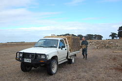 02 Feeding hay to the sheep at Peters