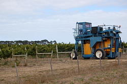 06 Grape picking tractor