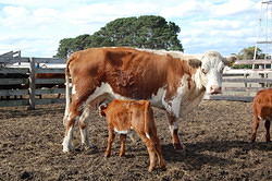 09 Calf feeding from mother