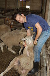 11 My job was to carry the lambs out to the others to shear