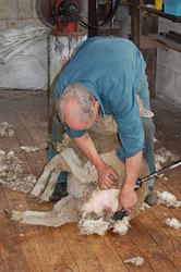 14 Dad shearing the lambs bum
