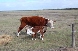 17 Sick calf with mother