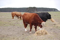 18 Bull's enjoying some hay