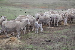 21 Young lambs at Pete's place
