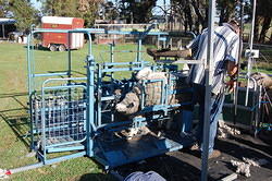 26 The machine holds the sheep in the right position so Ken can shear its bum