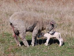 31 Newborn lamb