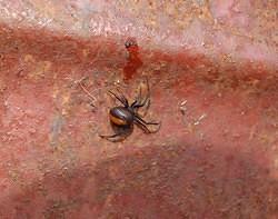 34 Redback spider. This female has a deadly bite
