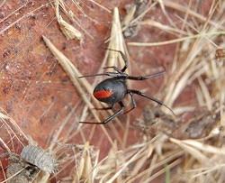 35 Redback spider