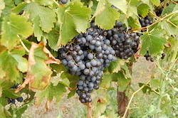05 Grapes grown at the vineyard of the wedding