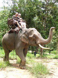 Elephant Trek