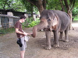 Steve feeding the elephant peanuts