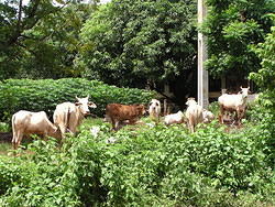 Local Livestock