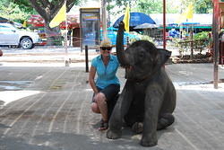 Allison and Elephant in Ayutthaya