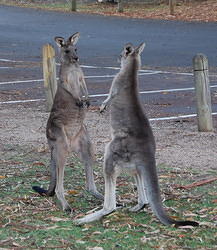 Boxing Kangaroos