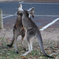 Two young kangaroos having a fight