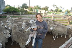 Lamb and Sheep