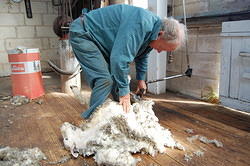 Dad Shearing a Sheep