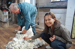 Shearing a Sheep