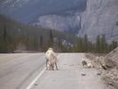 Goats on Road