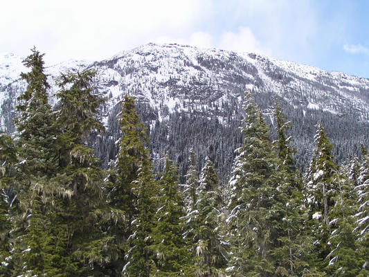 Mountain with Snow in Trees