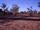 26 Todd River At Alice Springs