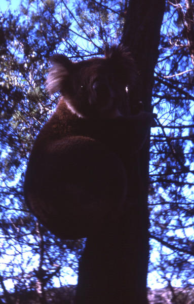 04 Koala