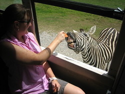322 Ally feeding Zebra