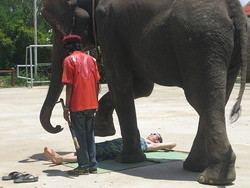 326 Elephant massage
